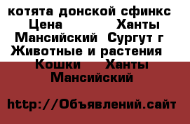 котята донской сфинкс › Цена ­ 2 500 - Ханты-Мансийский, Сургут г. Животные и растения » Кошки   . Ханты-Мансийский